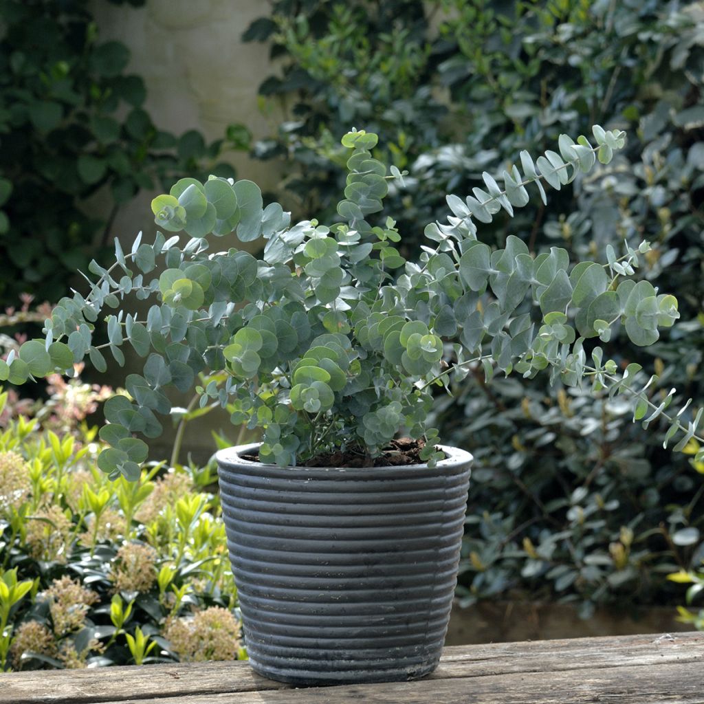 Hopeaeukalyptus Baby Blue Spiral (siemenet)