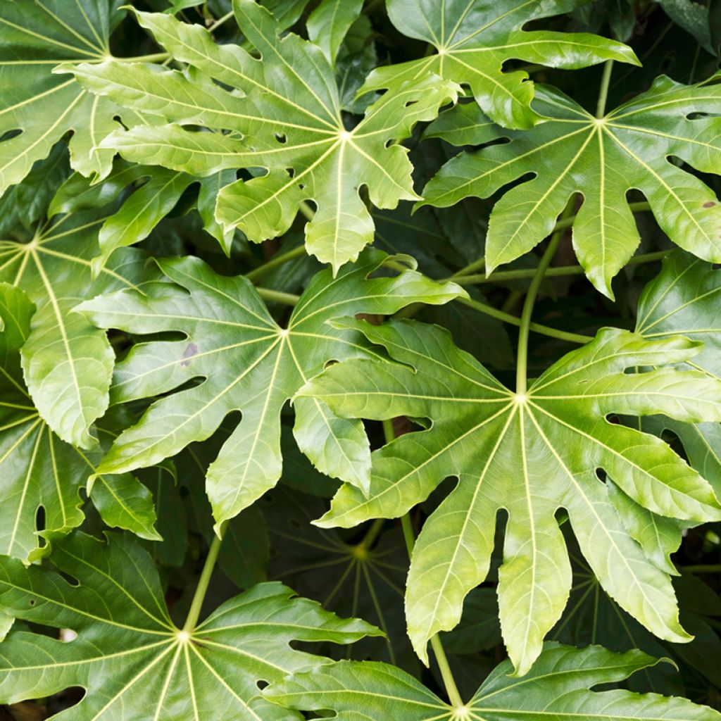 Huonearalia (siemenet) - Fatsia japonica