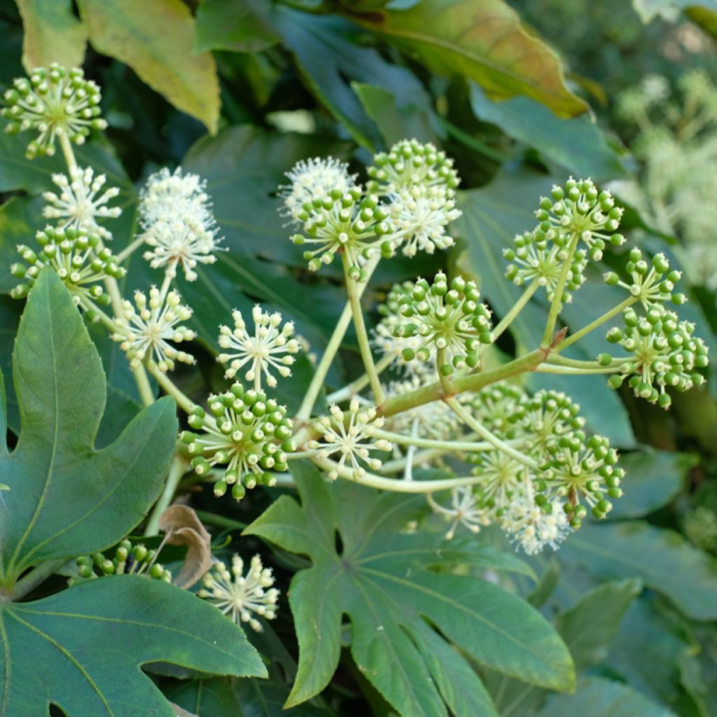 Huonearalia (siemenet) - Fatsia japonica