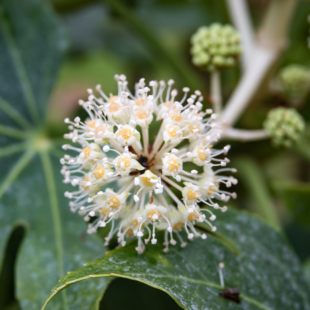 Huonearalia (siemenet) - Fatsia japonica