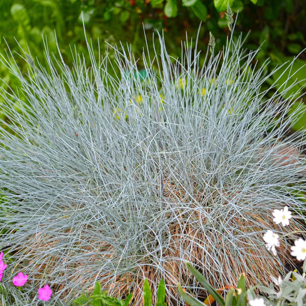 Siniheinä (siemenet) - Festuca glauca