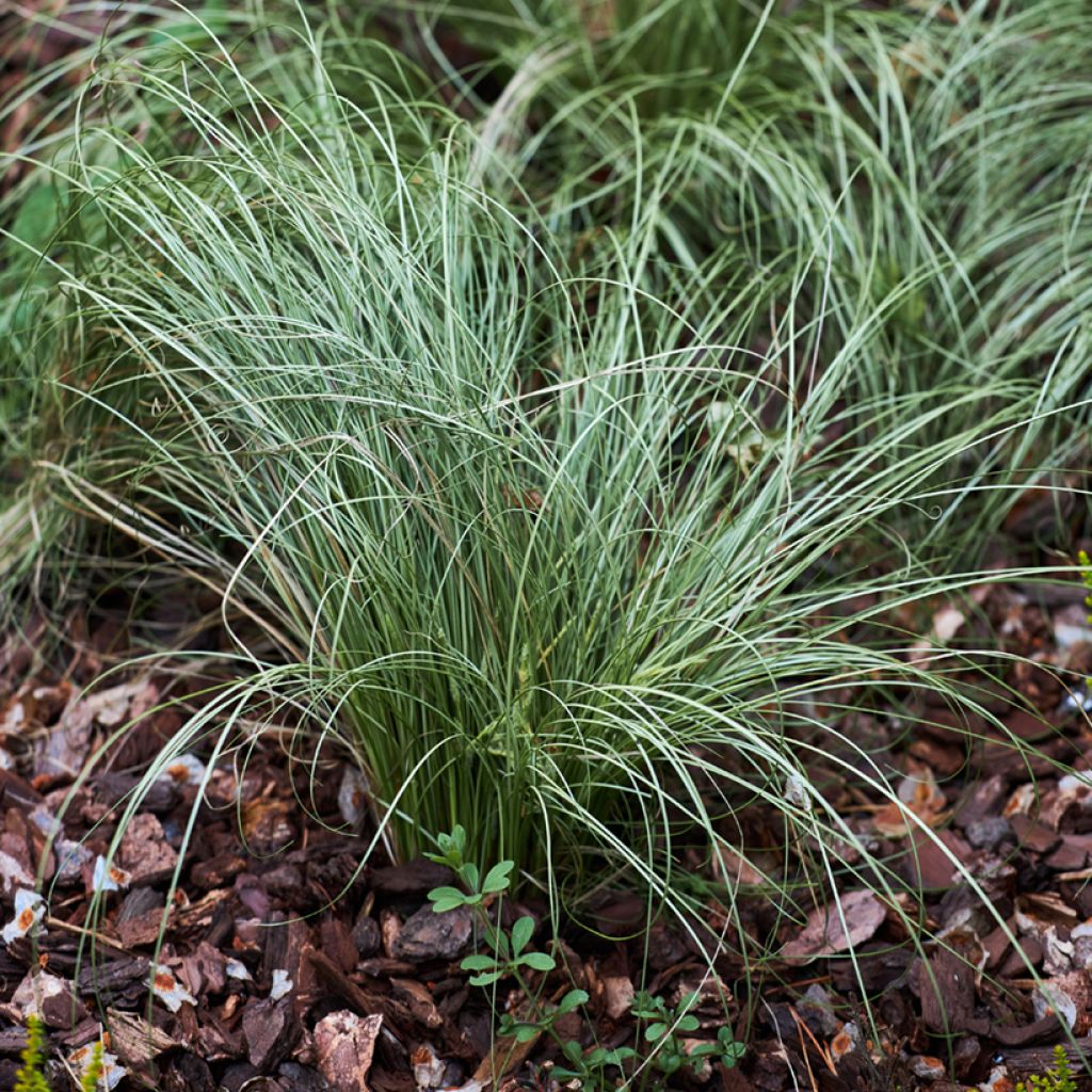 Siniheinä (siemenet) - Festuca glauca