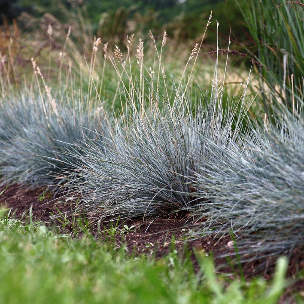Siniheinä (siemenet) - Festuca glauca