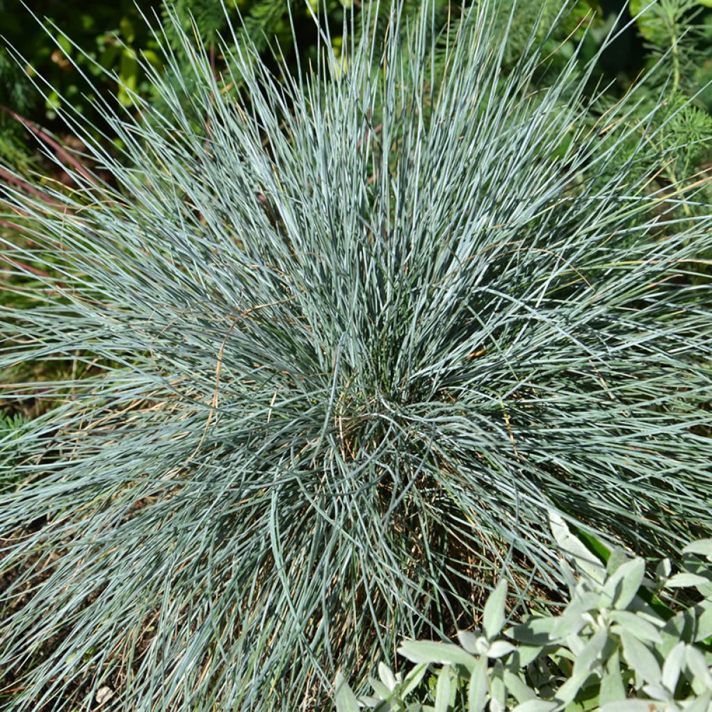 Siniheinä (siemenet) - Festuca glauca