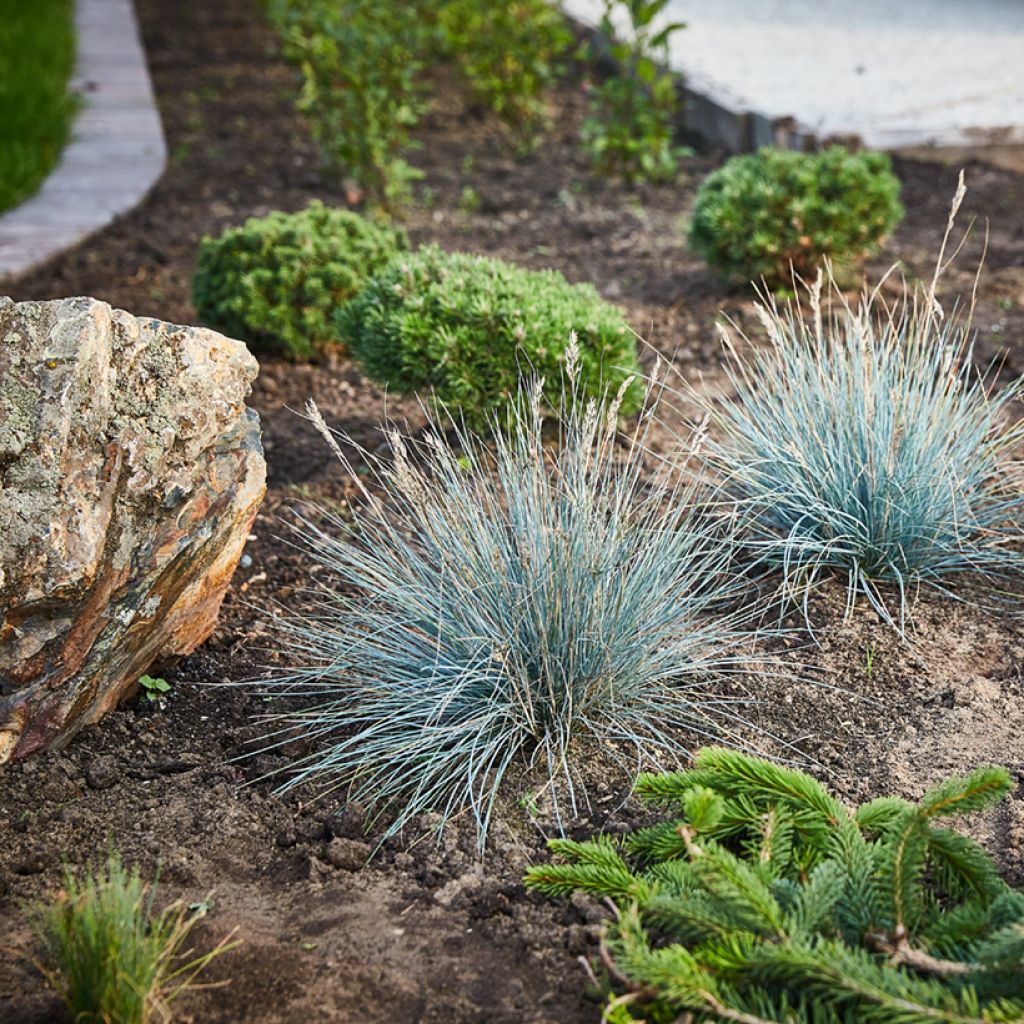 Siniheinä (siemenet) - Festuca glauca