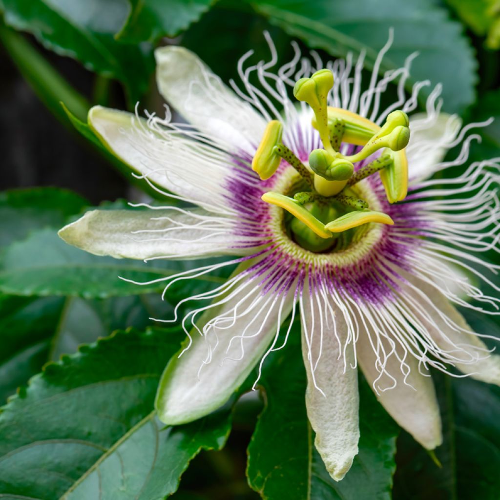 Punapassio (siemenet) - Passiflora edulis
