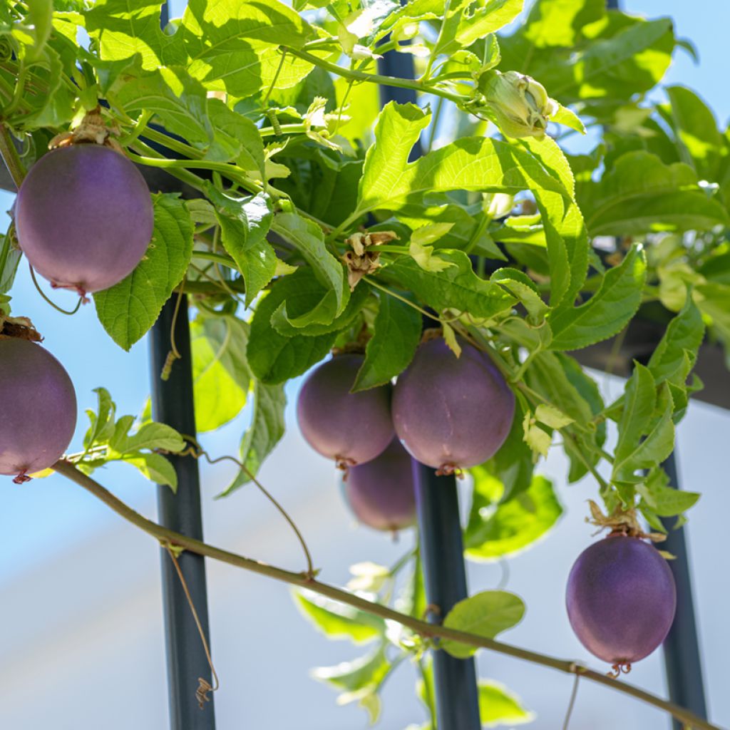 Punapassio (siemenet) - Passiflora edulis