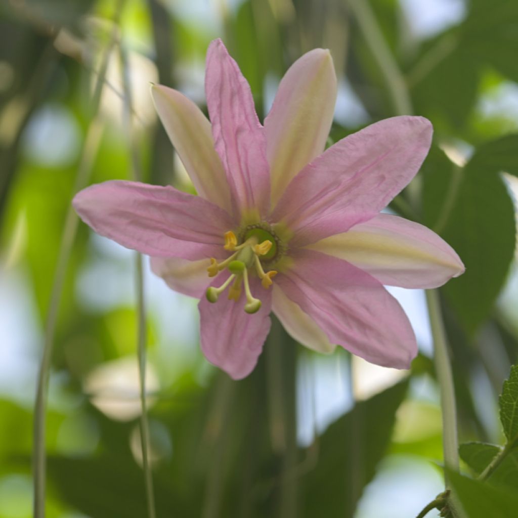 Passio (siemenet) - Passiflora tripartita var. mollissima