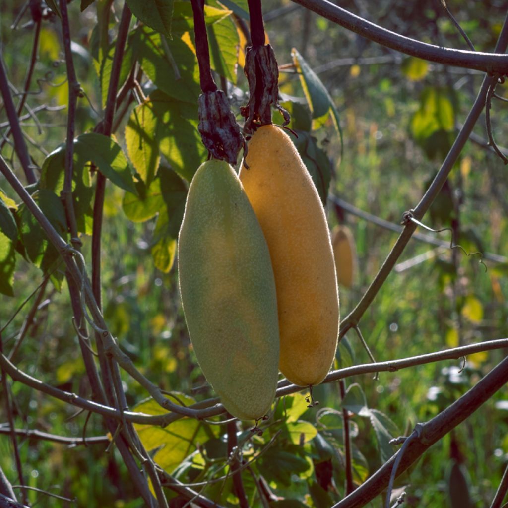 Passio (siemenet) - Passiflora tripartita var. mollissima
