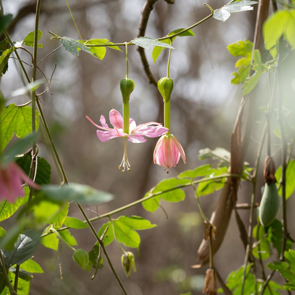Passio (siemenet) - Passiflora tripartita var. mollissima