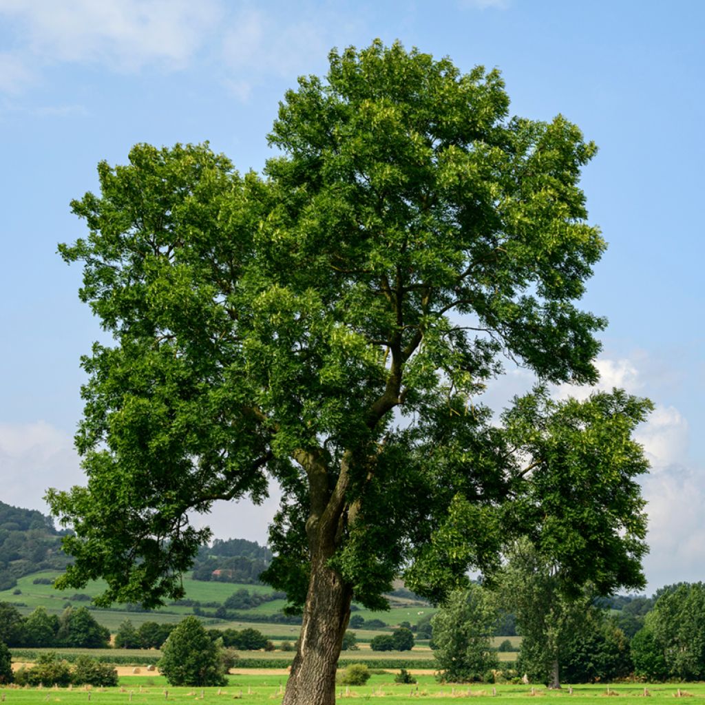 Saarni (siemenet) - Fraxinus excelsior