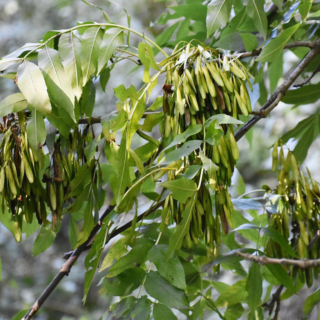 Saarni (siemenet) - Fraxinus excelsior