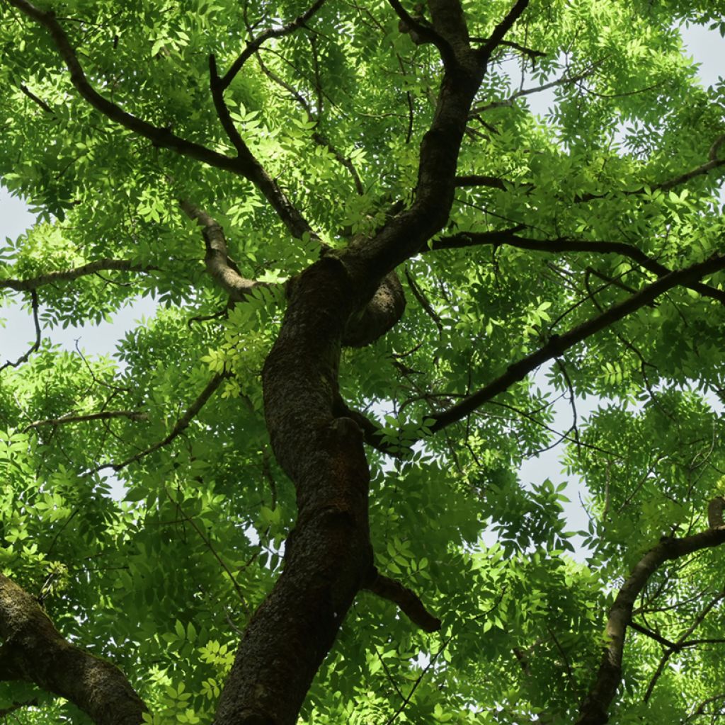 Saarni (siemenet) - Fraxinus excelsior