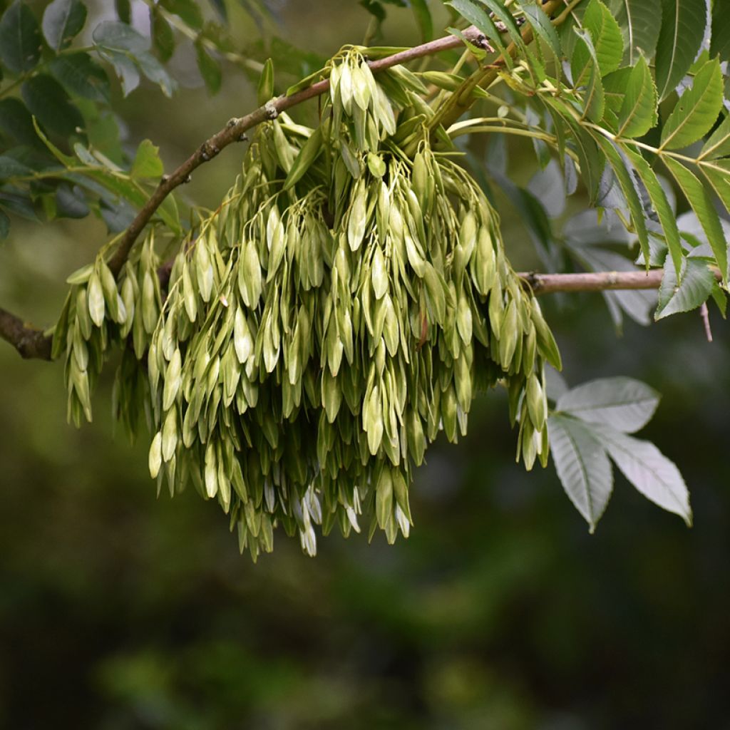 Saarni (siemenet) - Fraxinus excelsior