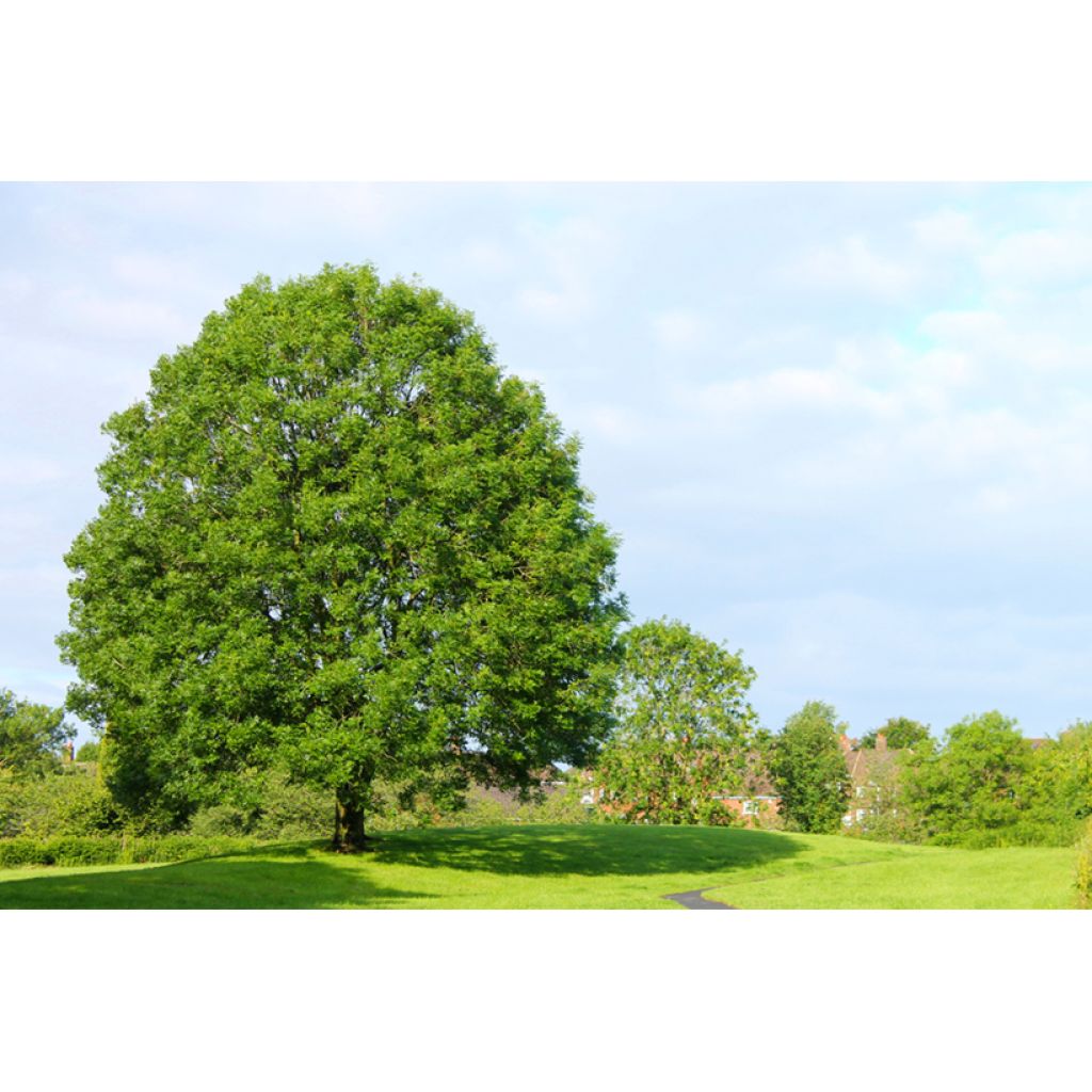Saarni (siemenet) - Fraxinus excelsior