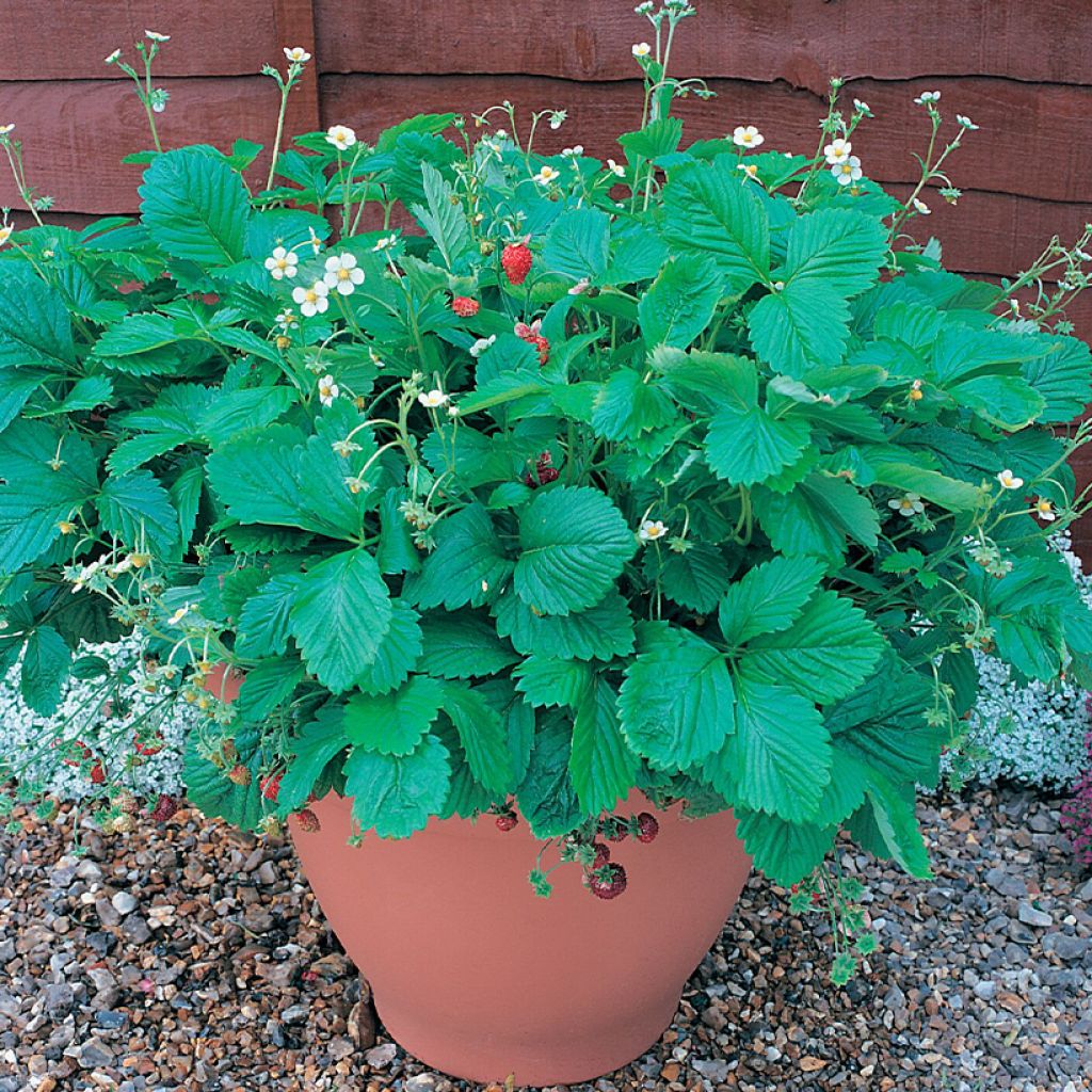 Kuukausimansikka Mignonette (siemenet)