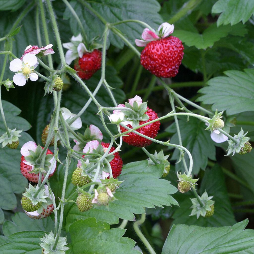 Kuukausimansikka Mignonette (siemenet)