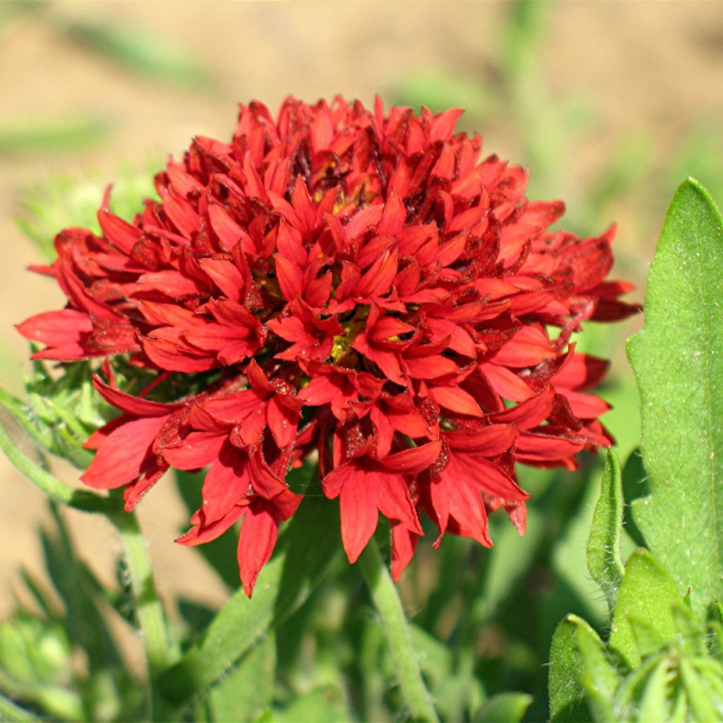 Kesäsädekukka Red Plume (siemenet)