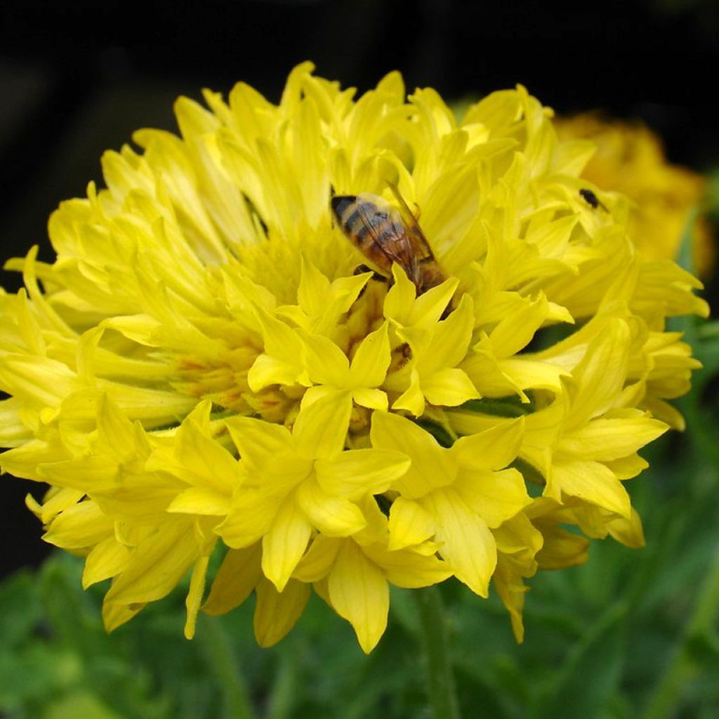 Kesäsädekukka Yellow Plume (siemenet)