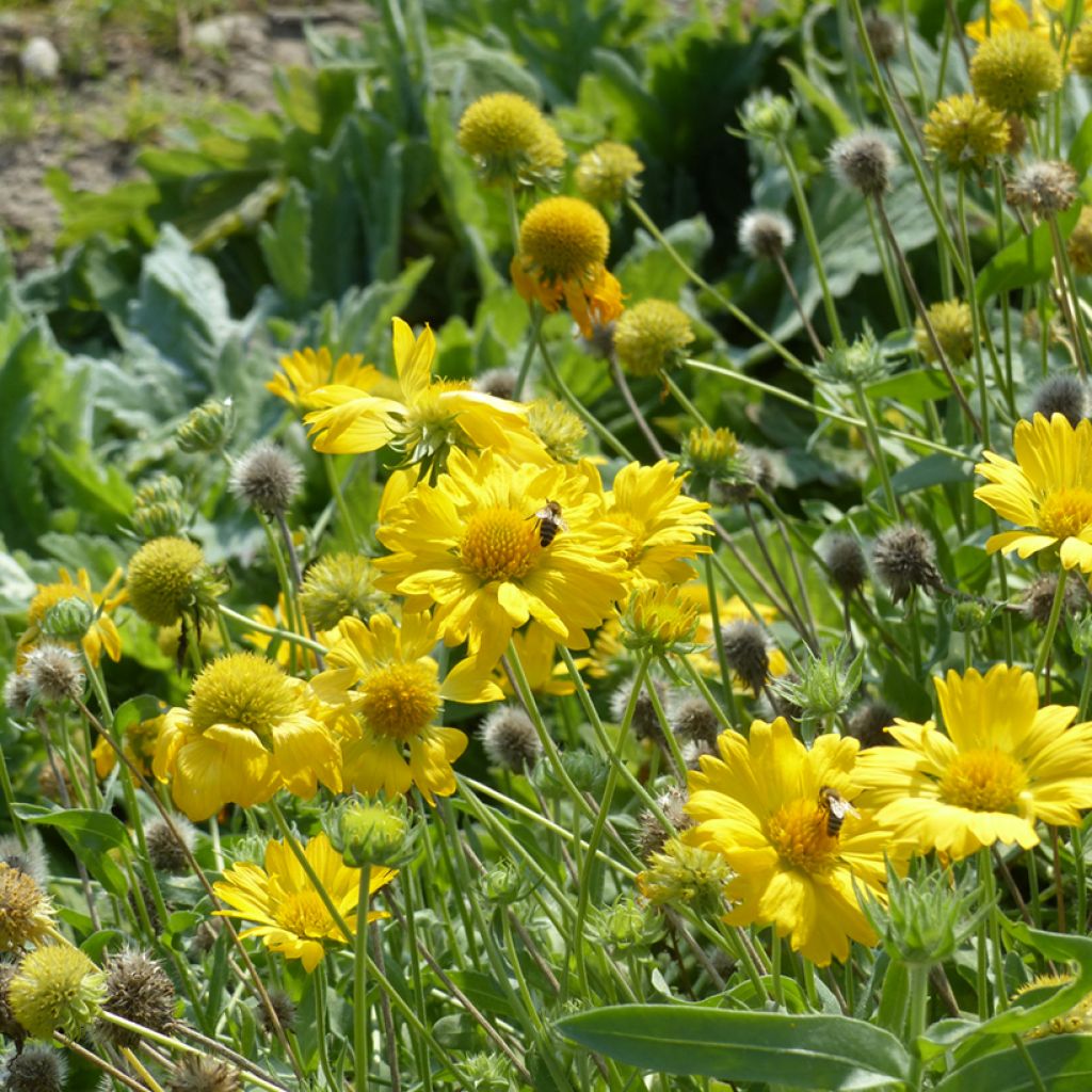 Loistosädekukka Aurea Pura (siemenet)