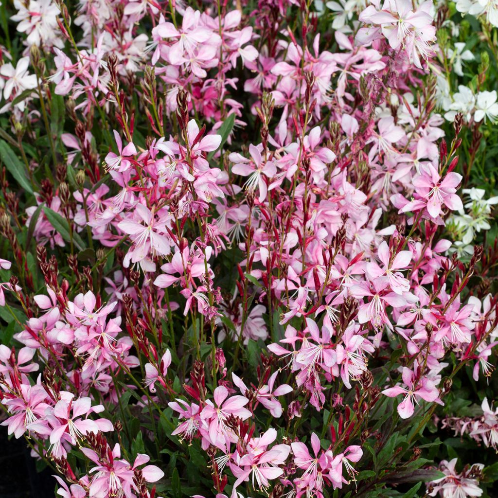 Sirokesäkynttilä Emmeline Pink Bouquet (siemenet)