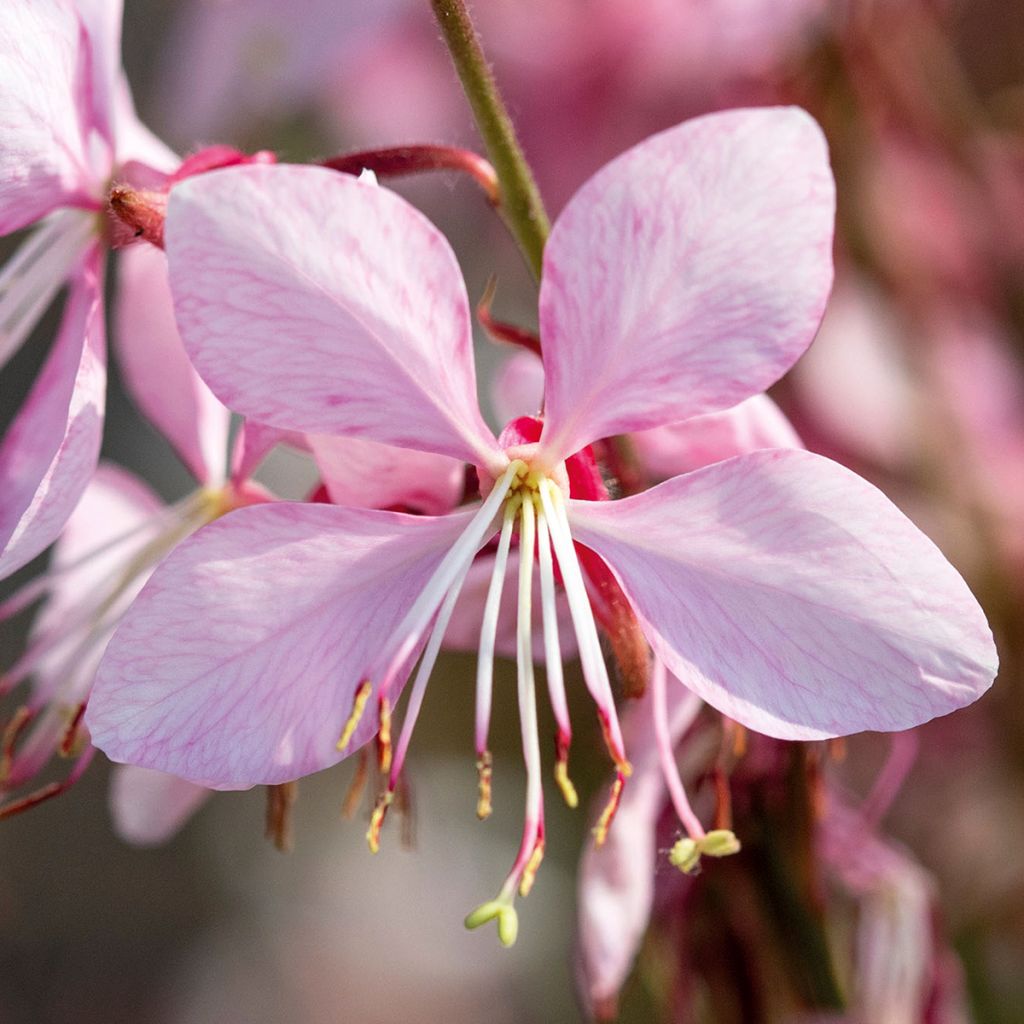 Sirokesäkynttilä Emmeline Pink Bouquet (siemenet)