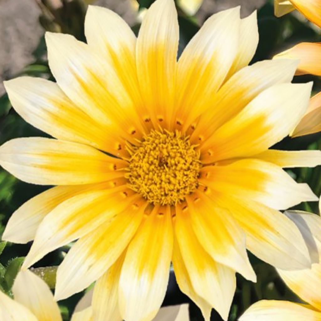 Timanttikukka Zany F1 Sunny Side Up (siemenet)