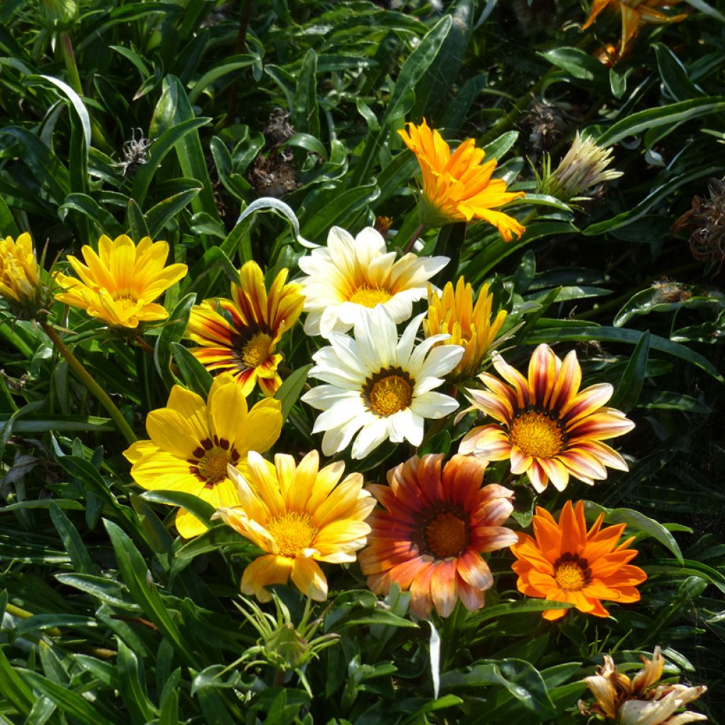 Timanttikukka Sunshine Hybrids (siemenet)