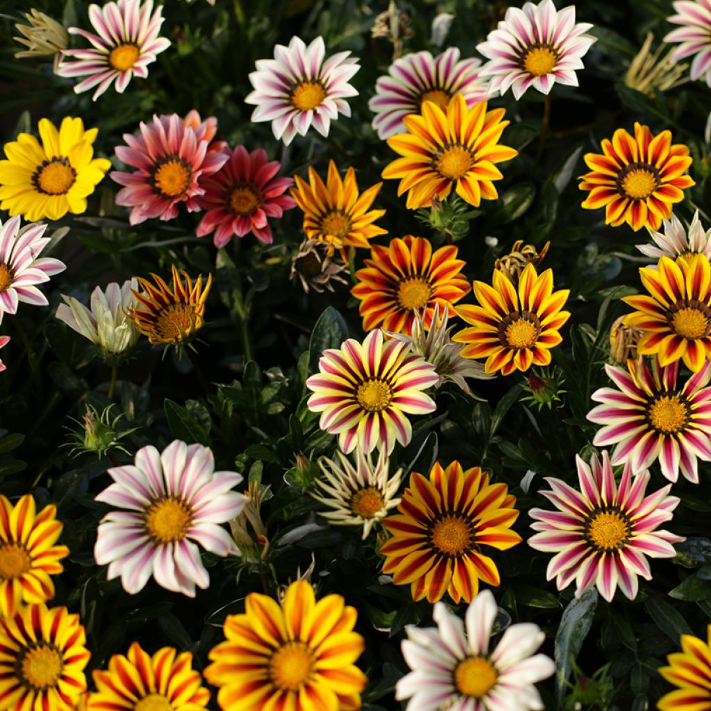 Timanttikukka Sunshine Hybrids (siemenet)