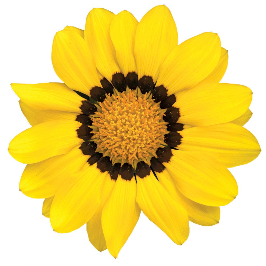 Timanttikukka Zany Yellow (siemenet)