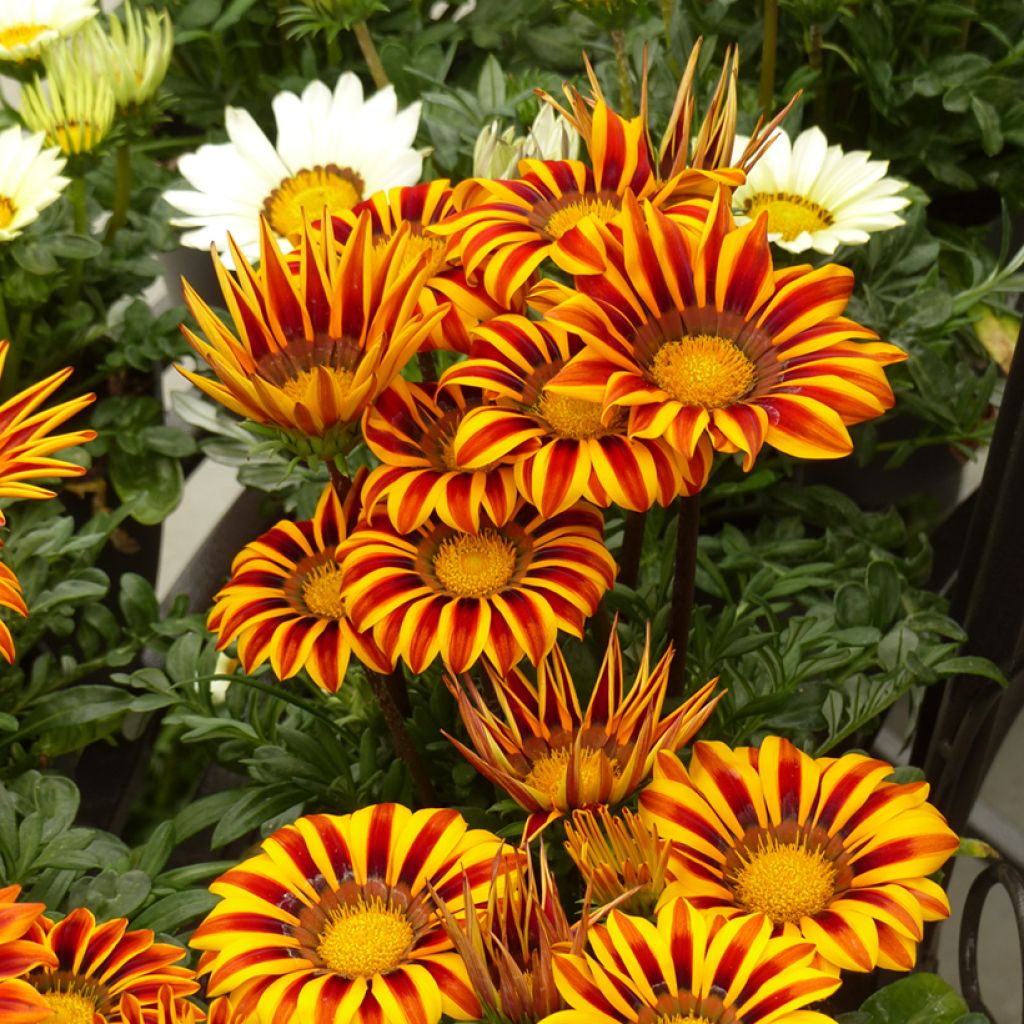 Timanttikukka Zany Orange Flame (siemenet)
