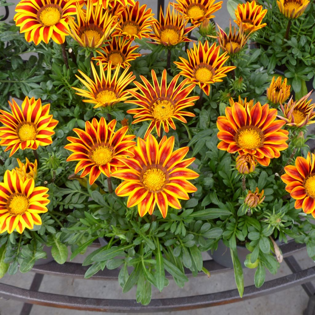 Timanttikukka Zany Orange Flame (siemenet)