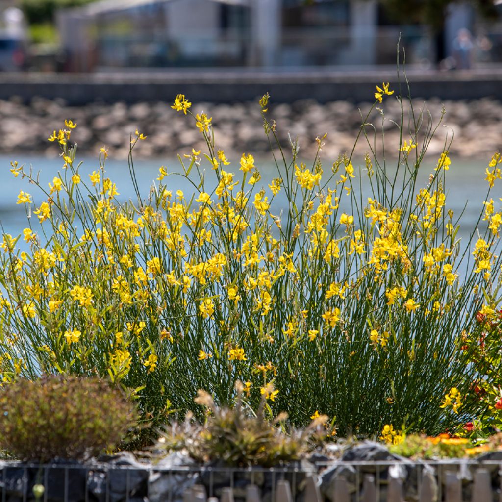 Jänönvihma (siemenet) - Cytisus scoparius