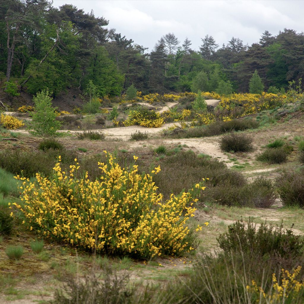 Jänönvihma (siemenet) - Cytisus scoparius