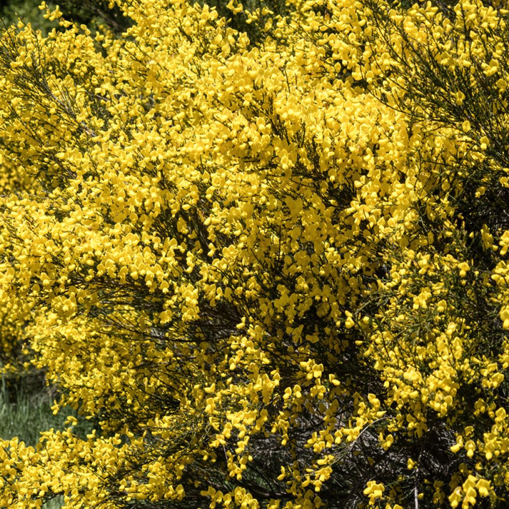 Jänönvihma (siemenet) - Cytisus scoparius