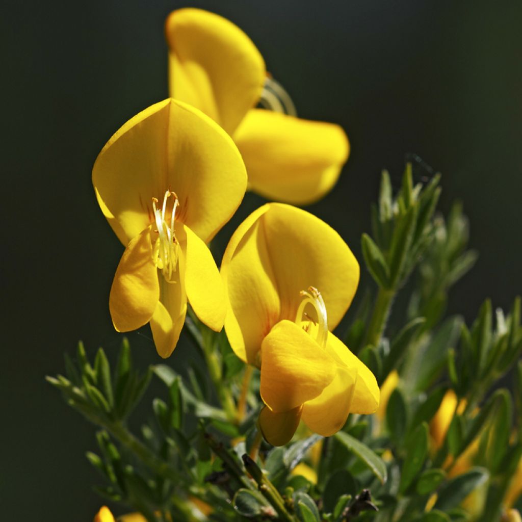 Jänönvihma (siemenet) - Cytisus scoparius