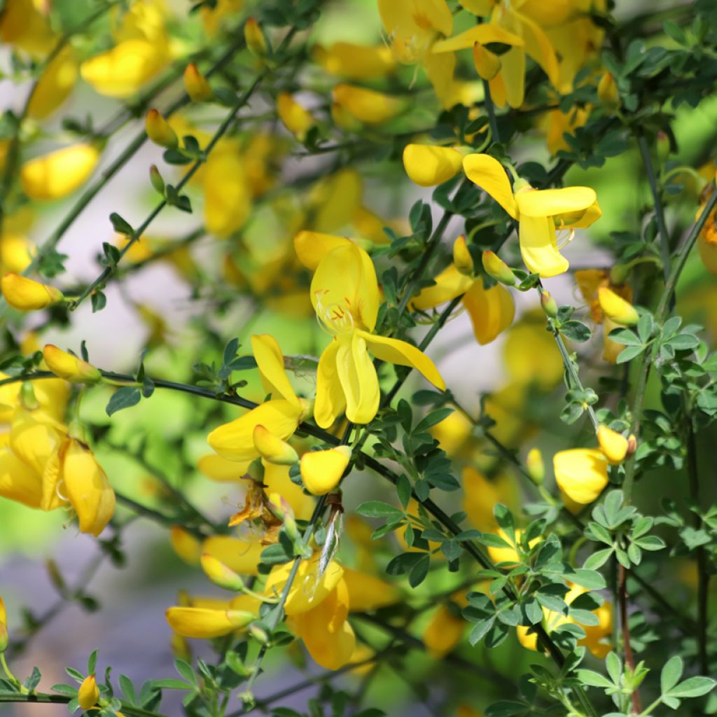 Jänönvihma (siemenet) - Cytisus scoparius