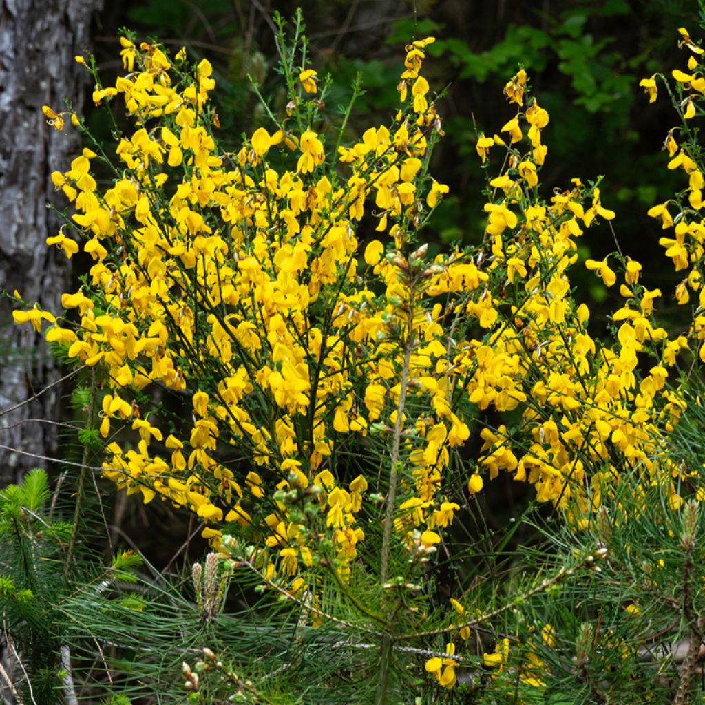 Jänönvihma (siemenet) - Cytisus scoparius