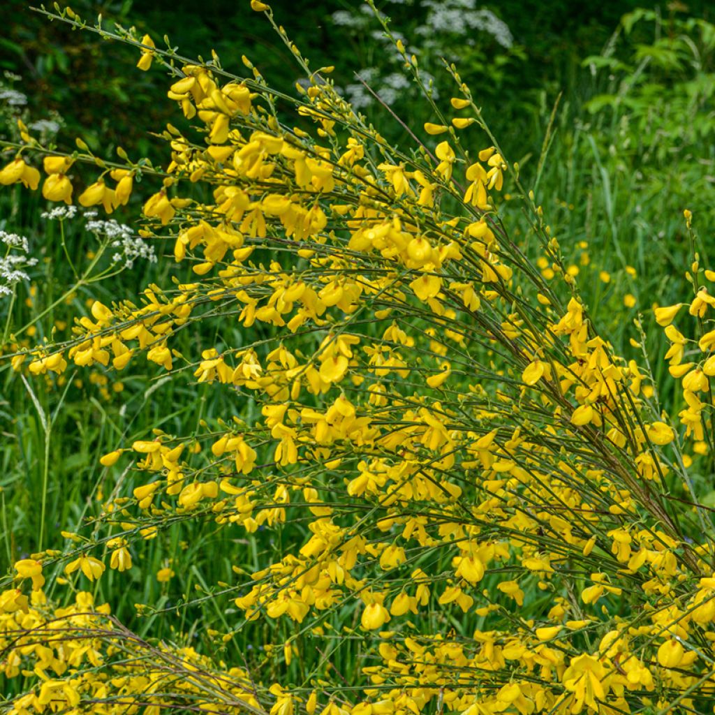 Jänönvihma (siemenet) - Cytisus scoparius
