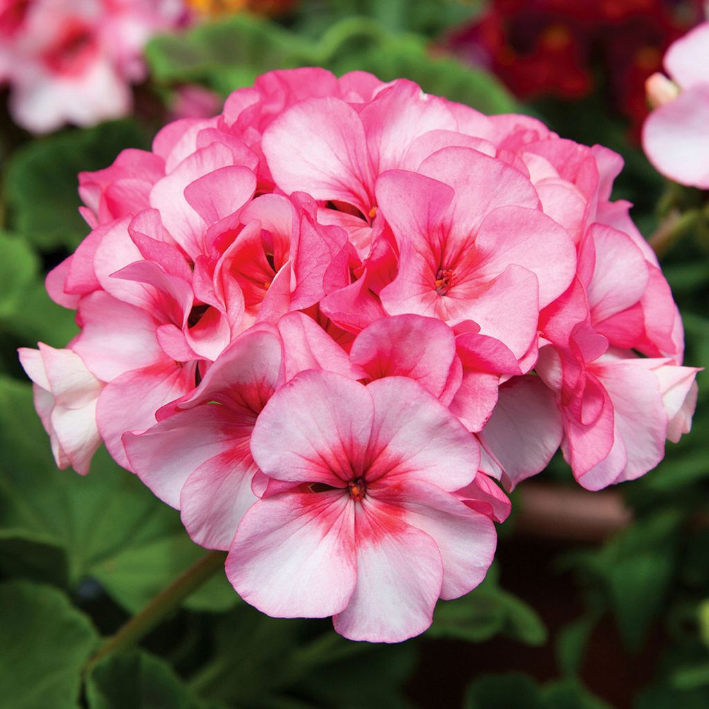 Vyöhykepelargoni New Star F1 Hybrid