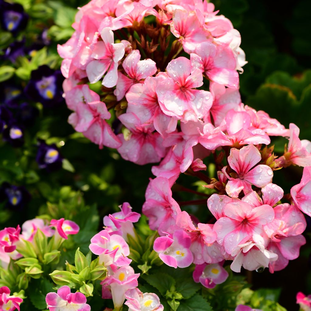 Vyöhykepelargoni New Star F1 Hybrid