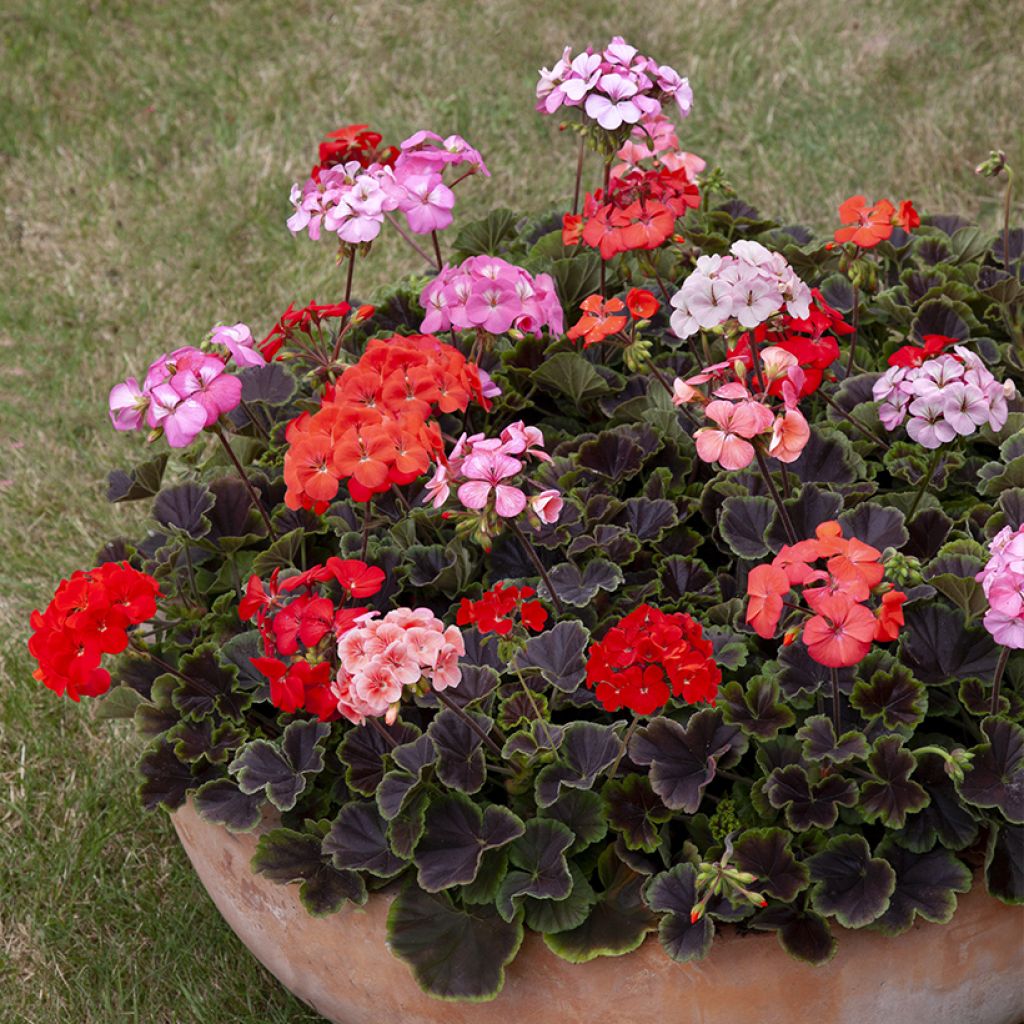 Vyöhykepelargoni Horizon Shadow Mix F1