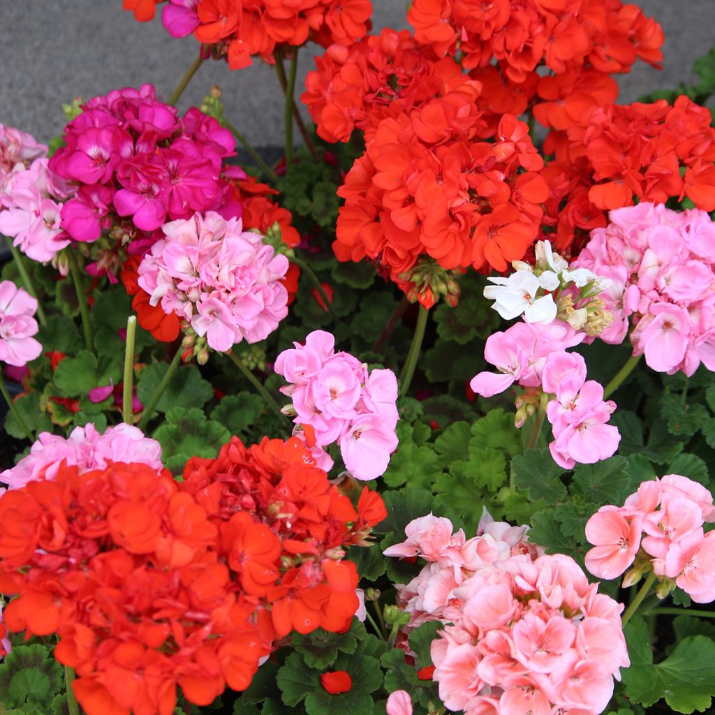 Vyöhykepelargoni Horizon Shadow Mix F1