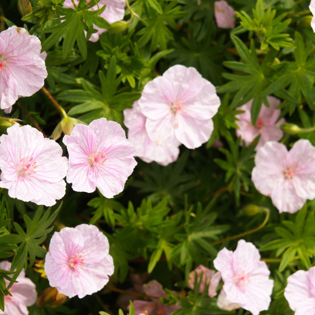 Verikurjenpolvi Vision Pink