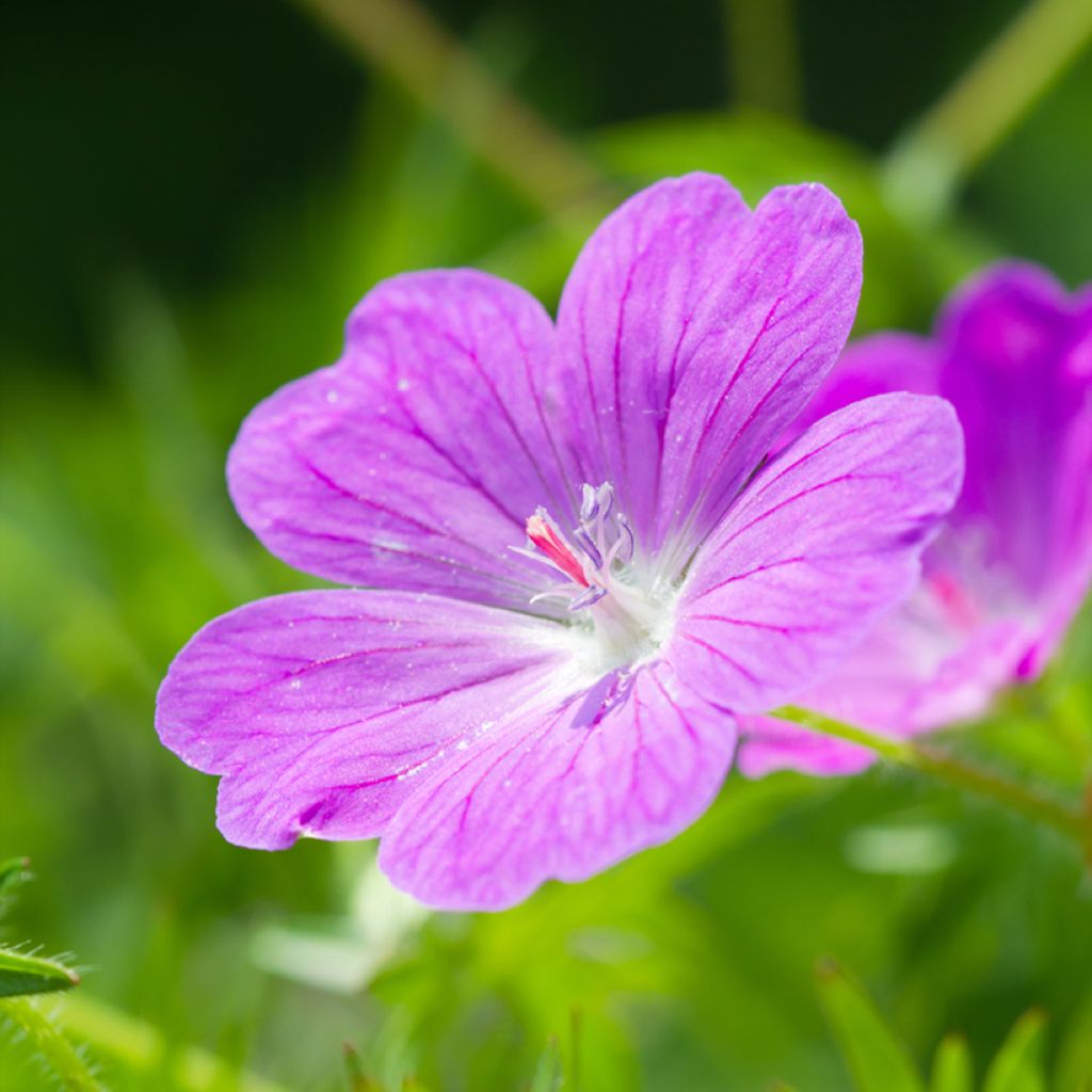 Verikurjenpolvi Vision Violet