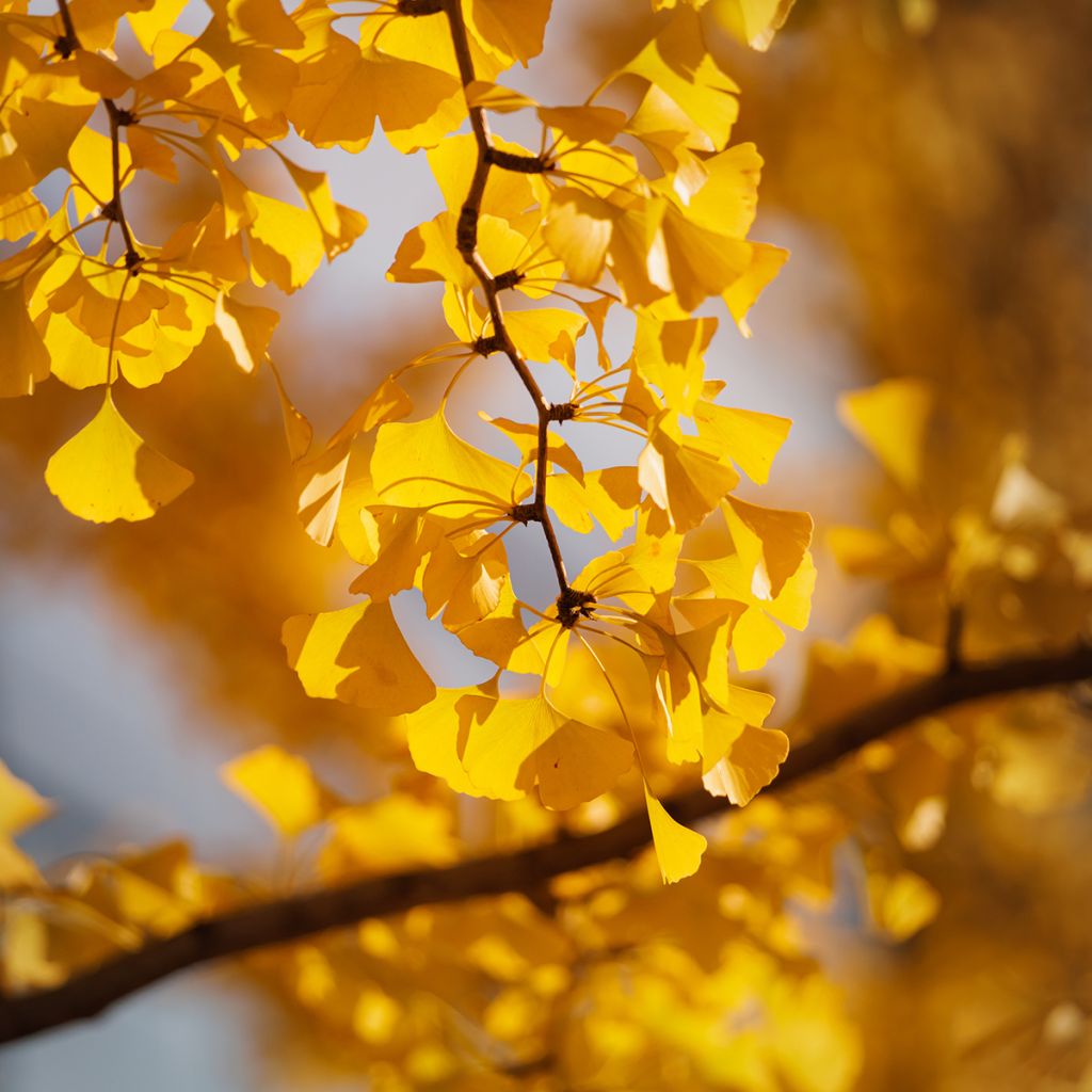 Neidonhiuspuu (siemenet) - Ginkgo biloba