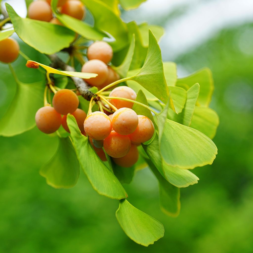 Neidonhiuspuu (siemenet) - Ginkgo biloba