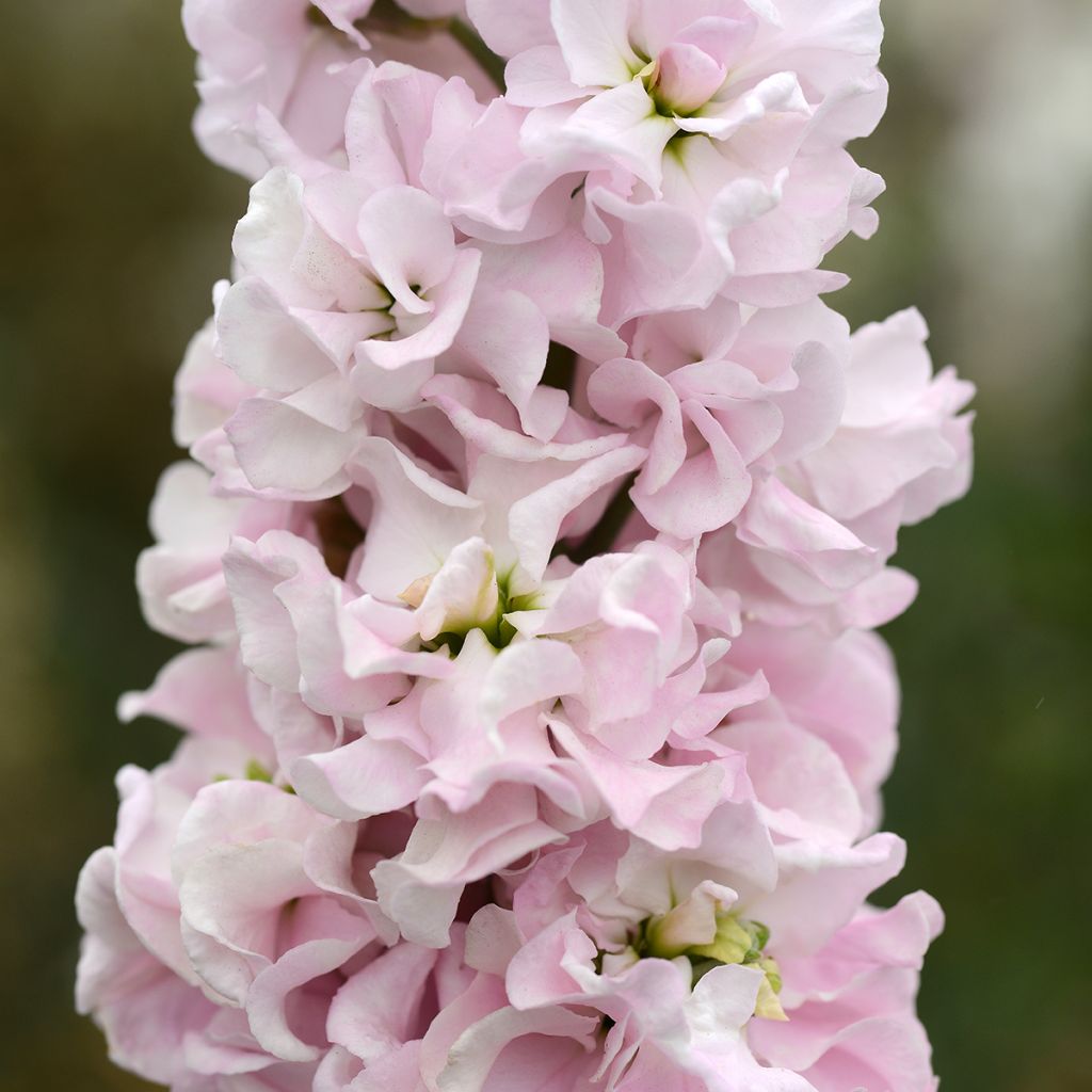 Kesäleukoija Classic Malmaison Pink (siemenet)
