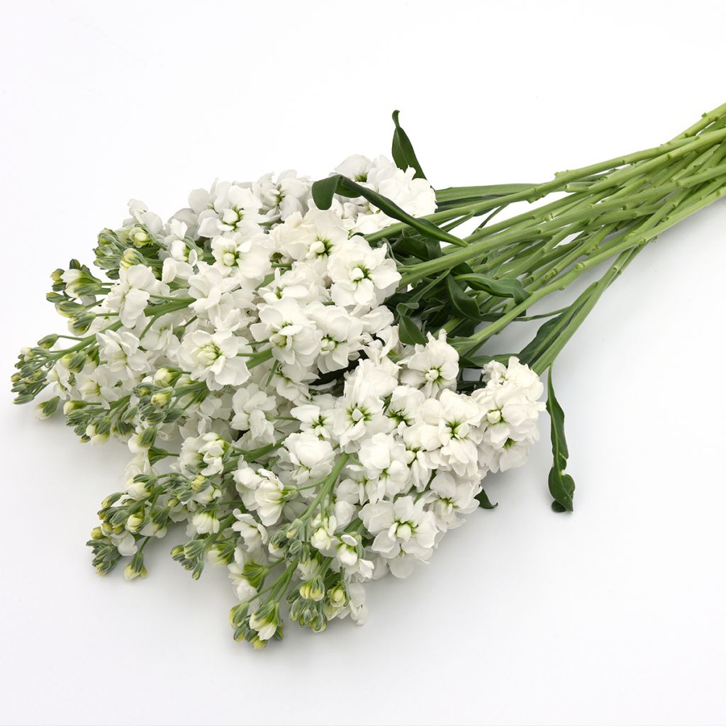 Kesäleukoija Katz Hi double White (siemenet)
