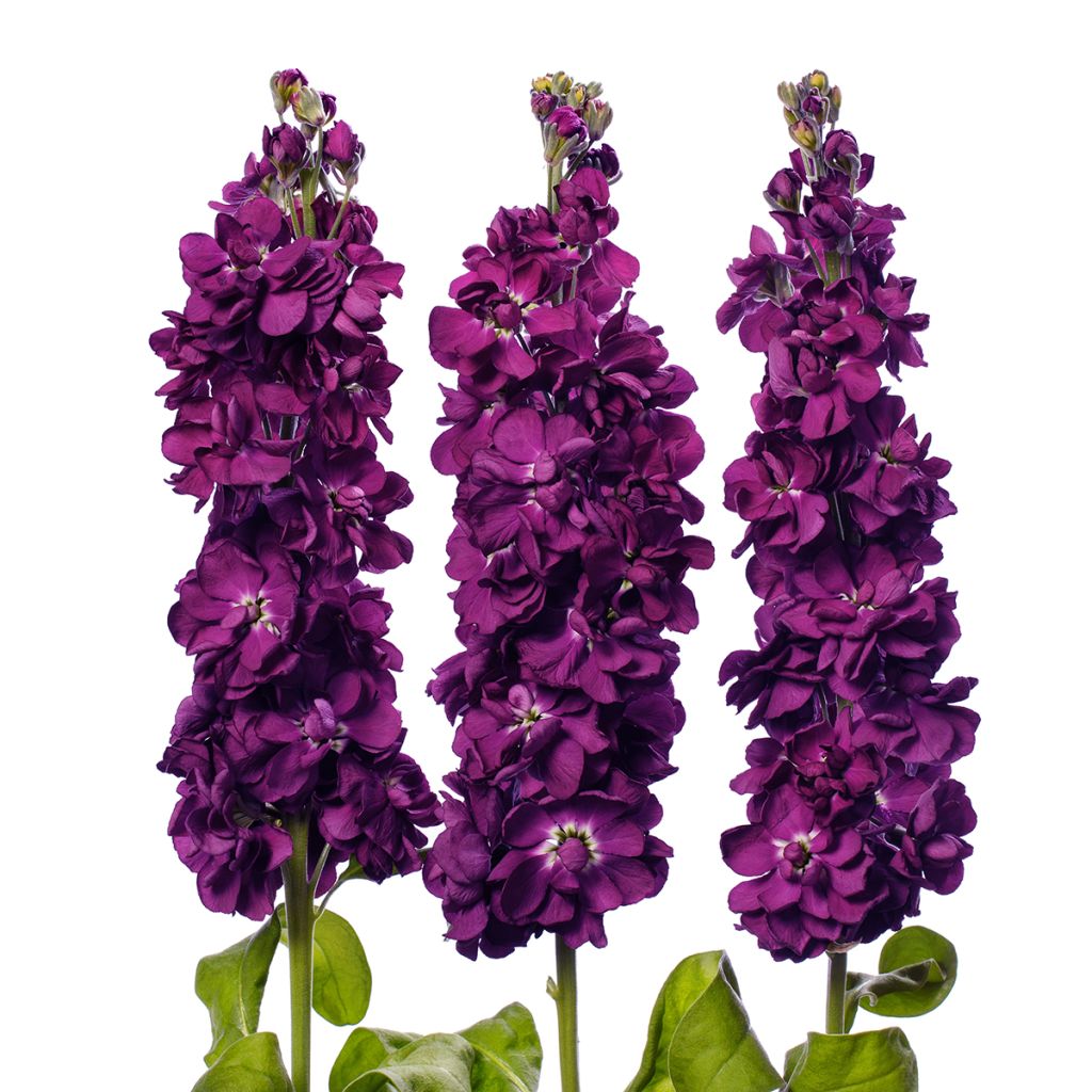 Kesäleukoija Milla Aubergine (siemenet)